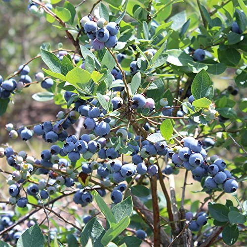 Wild Heidelbeeren Samen,Heidelbeere Blaubeeren, Bio Saatgut Balkon Garten Saat Pflanzen Winterhart Garten Pflanzen Winterharte Obst Frisch Baumsamen Bonsai - 300 Stück