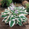 Hosta-Zwiebeln, Die Schnell Wachsen, Ein Fest FüR Gartenliebhaber! Winterhart Pflanzen,Hosta Pflanze, Winterhart, Winterhart Zwiebeln, Trockenheitstolerant, Einfach Anzubauen. -8zwiebeln-A