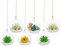 Plantas Colgantes de Aire 6 Piezas Portavelas de 4 Inches Cristal Terrario Portavelas Contenedores de Plantas de Vidrio para el Diseño de Bricolaje de Jardín de Bodas en Casa