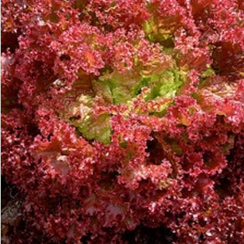 Red Lettuce Seeds Lollo Rossa – 300 Seeds of Crisp Curly Lettuce – Suitable for Indoor & Outdoor Planting in Pots or Soil in Yard, Balcony or Garden – Packed in UK by Meldon Seeds