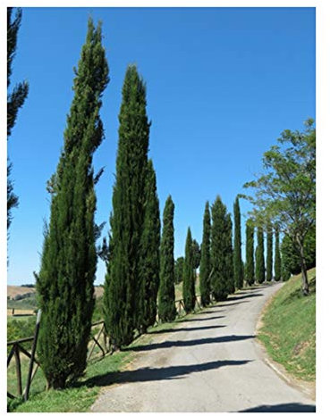 RP Seeds Cupressus sempervirens (Italian Cypress) -50 Seeds