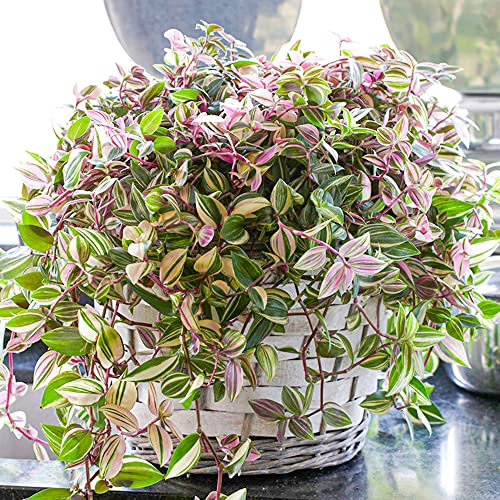 Tradescantia Quadricolor | 15-25cm Topfpflanze Buntes Immergrün Heimbüro Pflanze