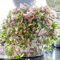 Tradescantia Quadricolor | 15-25cm Topfpflanze Buntes Immergrün Heimbüro Pflanze