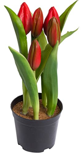 Nova-Nature künstliches Tulpenarrangement mit 5 Blütenknospen im schwarzen Kunststofftopf real Touch (rot), 12 x 23 cm