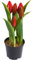 Nova-Nature künstliches Tulpenarrangement mit 5 Blütenknospen im schwarzen Kunststofftopf real Touch (rot), 12 x 23 cm