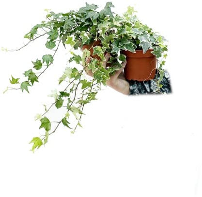 Hiedra Verde y Hiedra Variegata | DECOALIVE | Hedera Helix | Plantas de Interior Naturales Que Filtran el Aire