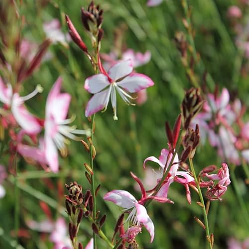 6x Prachtkerze 'Rosy Jane' - Gaura lindheimeri 'Rosy Jane' - Topf 9x9cm