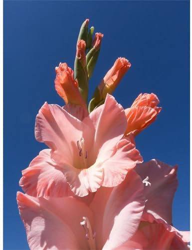 JARDIN202 - Gladiolos | Planta Natural | Ramo de 10 tallos | Perfecta para día de los santos | Interior y exterior | Rosas