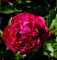 Edelpfingstrose Paul M. Wild - Paeonia lactiflora - Gartenpflanze