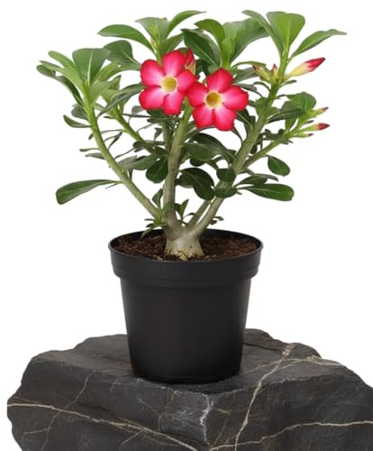 Planta Rosa del Desierto de Flor Roja - DECOALIVE Adenium Obesum 14 cm de Diámetro Planta Fácil de Cuidar Formato de 30-35 cm de Altura