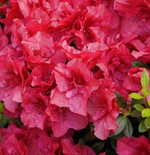 Rhododendron Kaminduft 60-70cm - Rhododendron viscosum