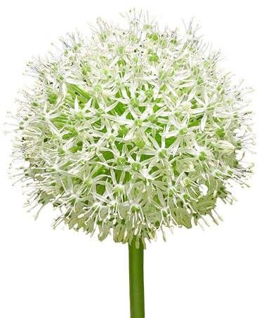 Zierlauchzwiebeln 8 x 'Mount Everest' - The Bulb Farmers - Fruhjahr - in den Niederlanden gezuchtet - Zierlauch Zwiebeln - Blumenzwiebeln