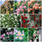 75 pcs rosensamen - gartenblumen mehrjährig winterhart rosen pflanzen rosenpflanzen,Rosa rugosa, bienenfreundliche blumensamen bonsai topf hochbeet für balkon frühlingsblumen winterharte