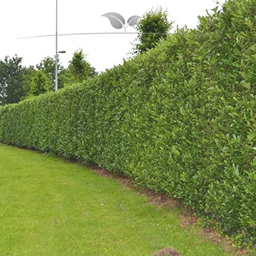 Gardline - Kirschlorbeer Lorbeerkirsche Caucasica 180-200 cm. 3-150 St. Kirschlorbeer Hecke - 4 St. (ca. 2 Meter)