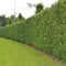 Gardline - Kirschlorbeer Lorbeerkirsche Caucasica 180-200 cm. 3-150 St. Kirschlorbeer Hecke - 4 St. (ca. 2 Meter)