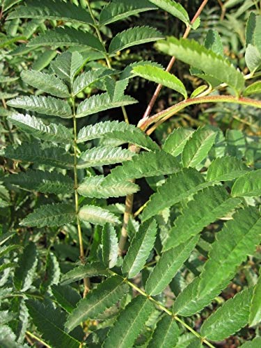 Eberesche - Vogelbeere - Drosselbeere - Sorbus aucuparia Größe 60-100 cm