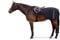 ESKADRON Basic Ausreitdecke SOFTSHELL Fleecelining
