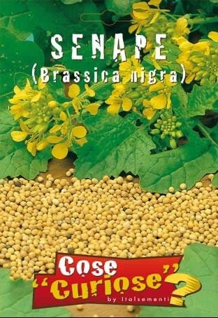 Italsementi Senape (Brassica nigra)