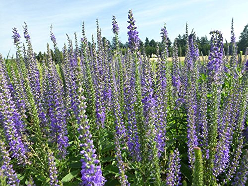 Langblättriger Ehrenpreis Veronica longifolia 400 Samen