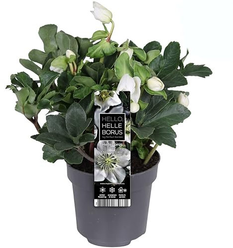 Rosa Navideña Helleborus Niger Planta Viva de la Navidad