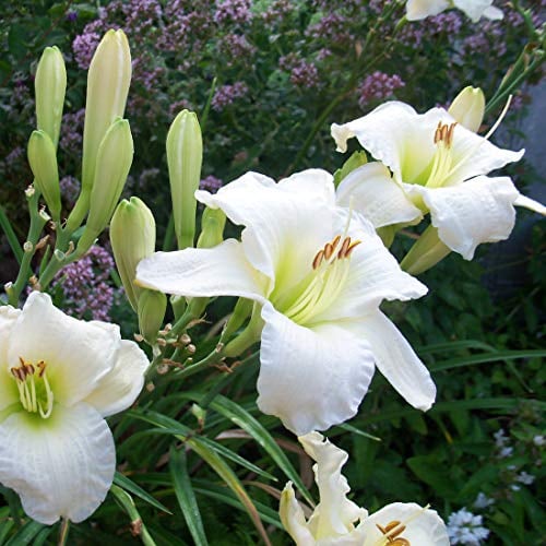 6 x Taglilie 'Gentle Shepherd' - Hemerocallis 'Gentle Shepherd': Weiße Blüten mit sanftem Duft.