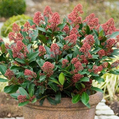 Plant Theory Rubella Japanese Skimmia Skimmia Japonica Shrub Plant 2L Pot