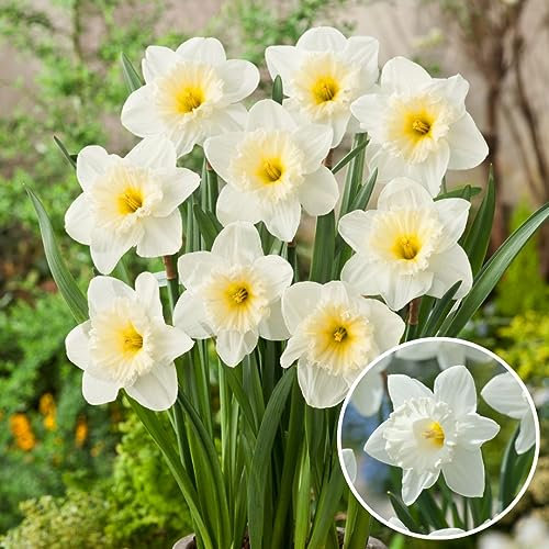 Plant in a Box - Narcissus Mount Hood x30 - Daffodil Bulbs - Perennial Frost-Hardy Flower Bulbs for The Garden, Terrace, or Balcony