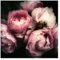 Bilderwelten Fototapete Blumen 192cm x 192cm Natur Rosen Pfingstrosen Blumentapete Vliestapete Tapete Wanddeko Ideen Wohnzimmer Schlafzimmer Küche