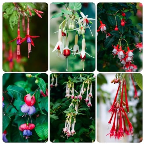 300 pcs fuchsien pflanzen hängend samen - stauden winterhart, steinpflanzen winterhart (Fuchsia hybrida) blumen samen mehrjährige, kübelpflanzen balkon blumensamen, balkonpflanzen