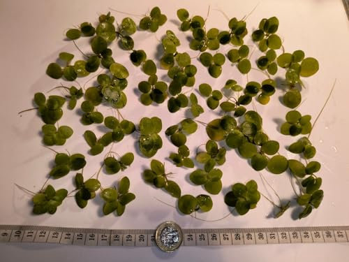 50* Young Green Amazon Frogbit! Healthy Live Aquarium Floating Plants!