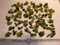 50* Young Green Amazon Frogbit! Healthy Live Aquarium Floating Plants!