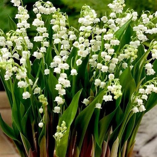 Semillas de flores de lirio de los valles blancas 100 piezas