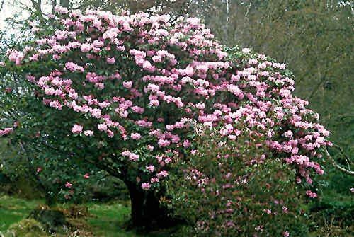 10 Samen von Rhododendron fortunei RHODODENDRON Seeds