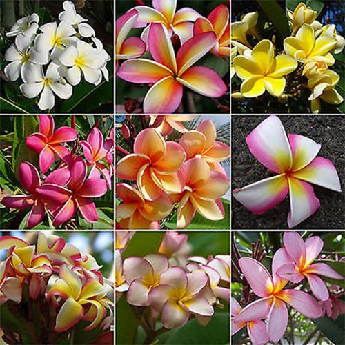 Frangipani Plumeria Rubra 10 SEEDS GEMISCHTE FARBEN Hawaii Lei Blume CombSH M76