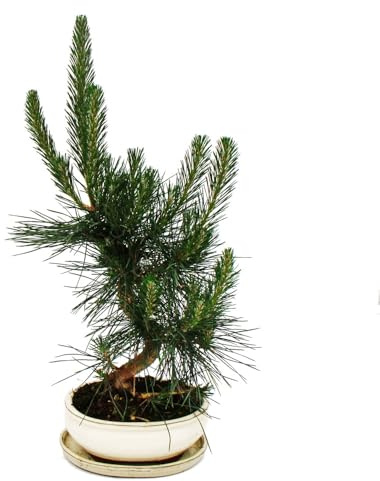 Bonsai Pinus thunbergii Japanische Schwarzkiefer ca. 19 Jahre alt