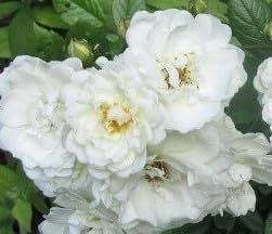 Rosa 'The Fairy Blanc' / Rosier Couvre-sol 'The Fairy Blanc' / Conteneur de 3 à 4 litres