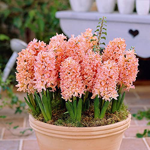 Hyacinth Gypsy Queen Garden Plant Hardy Bulb Flowering Garden Plants Easy to Grow Your Own 10x Bulbs by Thompson and Morgan