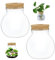 Terrarium bocal en Verre terrarium Transparent