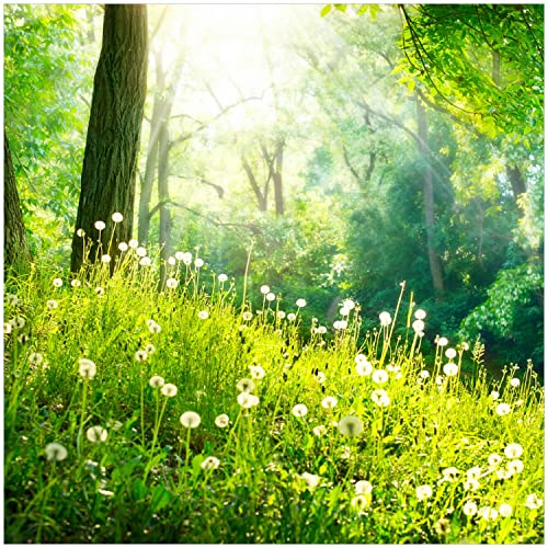 Wallario Memoboard aus Glas mit Motiv, Magnet-Tafel in 50 x 50 cm in Premium Qualität Pusteblumen im Wald mit einfallenden Sonnenstrahlen