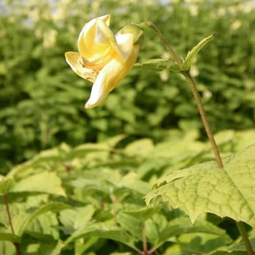 6x Japanische Wachsglocke - Kirengeshoma palmata - Topf 9x9cm