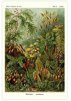 Ernst Haeckel Wanddruck-Set, 3 Stück, Biologie-Poster, Palme, Bild, Druck, Vintage, Kolibri, Leinwand, Poster, ohne Rahmen, 30 x 45 cm