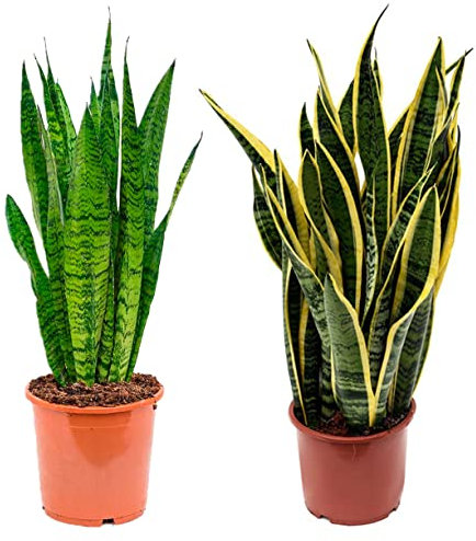 Sanseviera - Lengua de suegra Y Lengua de tigre - Planta natural para casa u oficina - Planta de interior de decoración (Pack 2 Lengua de tigre y de Suegra) SP22