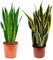Sanseviera - Lengua de suegra Y Lengua de tigre - Planta natural para casa u oficina - Planta de interior de decoración (Pack 2 Lengua de tigre y de Suegra) SP22