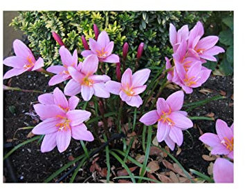 10 Zephyranthes Robustus (Habranthus) Pink Rain Lily Bulbs Summer Flowering Perennial : - by GARTHWAITE NURSERIES® : - UK Stockist