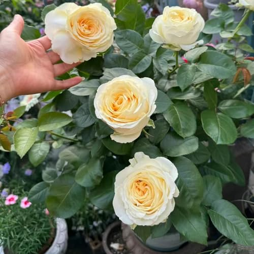 80 pcs kletterrosen pflanzen samen bonsai samen blumendeko blumensamen rosensamen winterfeste pflanzen für balkon pflanztopf blumen geschenk bienenwiese balkonpflanzen winterhart rosen