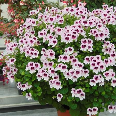 100 graines de fleurs de pélargonium