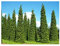 Thuja plicata - Riesen-Lebensbaum - 15 Samen