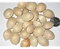 10 Ginkgo Biloba Bonsai Seed Confezione Capelvenere