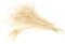 10 echte Pfauenfedern ca. 25-30cm (champagner 815) // Pfau Federn Natur Auge Deko Pfauenaugen Schmuck