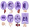 8 Stück Silikon Form menschliche Organe Form Kuchen Dekoration Form Schokolade Pudding Gelee Form